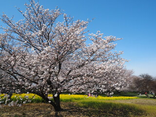 the beautiful cherry blossom trees and canola flowers in  Gongendo Park, Japan