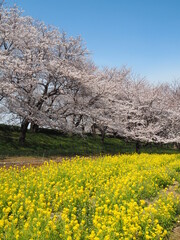 the beautiful cherry blossom trees and canola flowers in  Gongendo Park, Japan