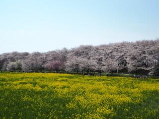the beautiful cherry blossom trees and canola flowers in  Gongendo Park, Japan