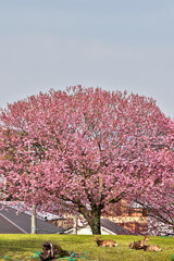 Fototapeta premium 奈良の桜