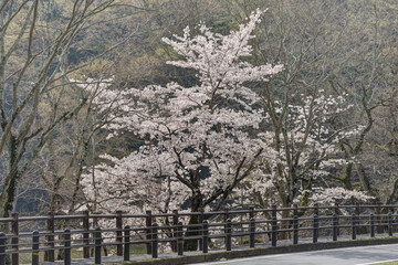奈良の道端の桜