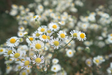 Daisy flower in home garden - 426972949