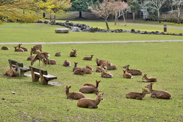 奈良の鹿の群れ