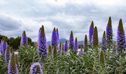 Blue flowers with mountains in the back