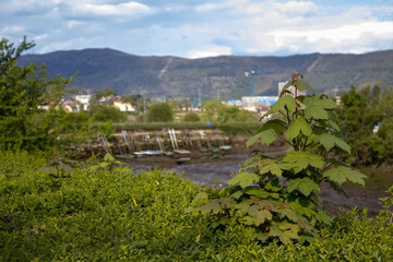 Old boats in low tide 
