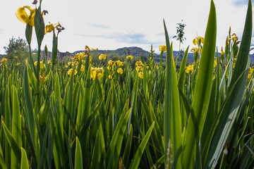 Yellow flowers in the green grass
