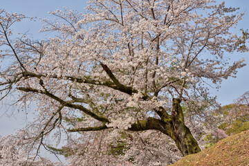 Fototapeta na wymiar 奈良の桜