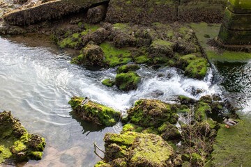 Duck looking at the waterfall