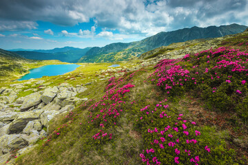 Beautiful pink rhododendron flowers on the hills in Carpathians, Romania