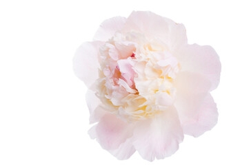 peony flower isolated