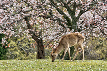 Naklejka na ściany i meble 奈良の鹿と桜