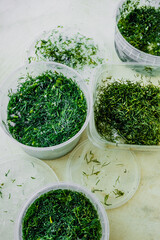 frozen fresh green dill in a plastic container. freeze food to keep it fresh. reasonable storage of products. food supplies. selective focus