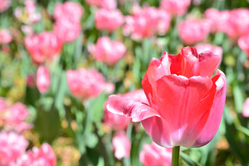 チューリップのピンク