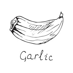 Fototapeta premium Head of garlic. traditional medicine. Herb. Plant, fresh root, slices, parts, peel. Spicy condiment. Isolated clipart set on white background. Hand-drawn ink sketch.