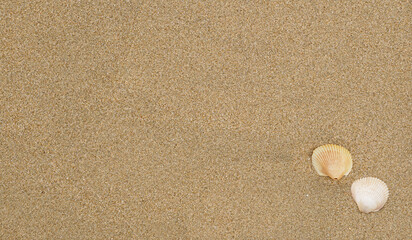 Fototapeta na wymiar Sand smooth with seashells on the beach, In summer, Texture background, Top view