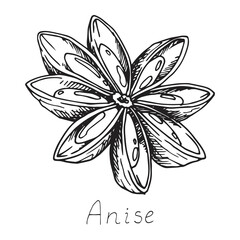 Anise. Natural organic oriental condiment from India for coffee and pastries. Spicy condiment. Isolated clipart set on white background. Hand-drawn ink sketch.