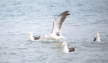 Seagulls, Seagull birds in water, Seagulls diving for clams, Close up view of white birds, natural blue water background.
