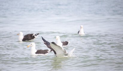 Seagulls, Seagull birds in water, Seagulls diving for clams, Close up view of white birds, natural blue water background.