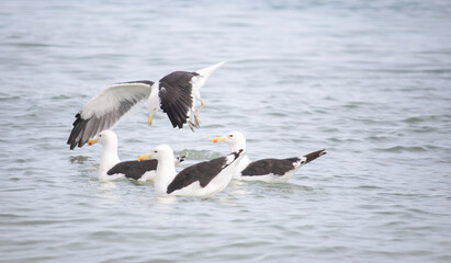 Seagulls, Seagull birds in water, Seagulls diving for clams, Close up view of white birds, natural blue water background.