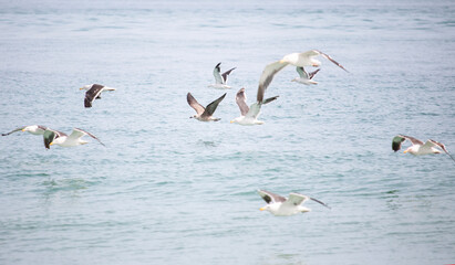 Seagulls, Seagull birds Flying, natural blue water background.