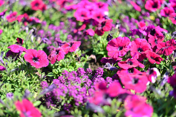 Fototapeta premium ピンクの花