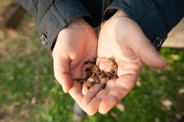 Dead bee, conceptual image on pesticides and environmental risk.