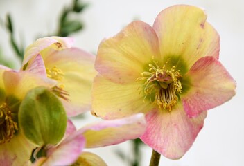 Fototapeta na wymiar Hellebores blooming white and changing colour