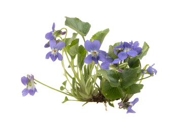 violet flowers with leaves isolated