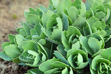 Sedum green leaves growing, green background