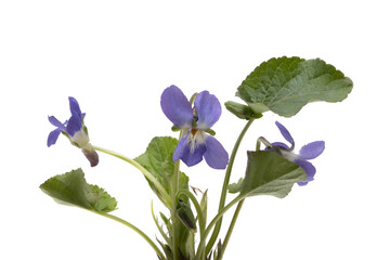 Fototapeta na wymiar violet flowers with leaves isolated