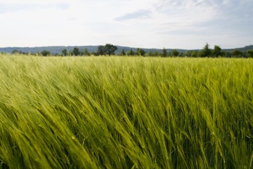 View over a green corn field on a cloudy day, with trees and hills in the background