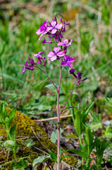 lunaria annua