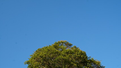 Obraz premium tree against blue sky