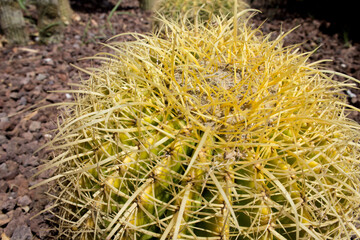 Parodia Magnifica; ball cactus profile in high angle view close up image.