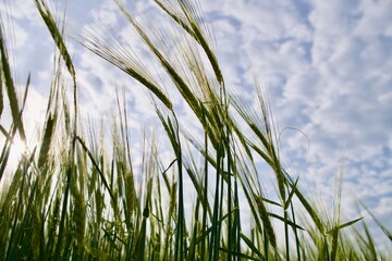 Closeup of green wheat in a field with a cloudy sky in the back, fresh corn