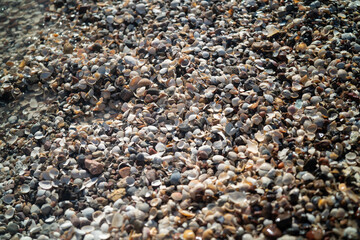 Shells
