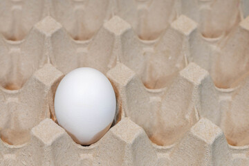 white hen's egg isolated in an egg cup or cardboard box