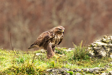 ave, fauna, naturaleza, animal, azores, pico, ave de presa, depredador, presa
