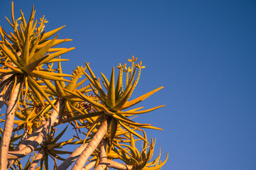 Quiver tree, Namibia, Africa, close-up of the plant.