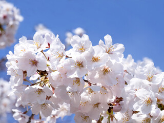 サクラ　ソメイヨシノ