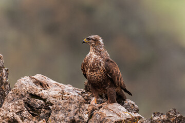 ave, fauna, naturaleza, animal, azores, pico, ave de presa, depredador, presa