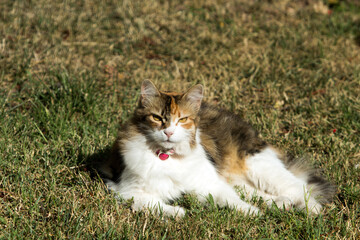 Naklejka na ściany i meble Furry calico cat lying under sun on grass, seen from front, staring at the lens with sharp looks.Cat bears a red collar to prevent flea.