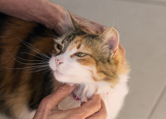 Beautiful calico cat being caressed by hands on an elder lady in high angle view image.