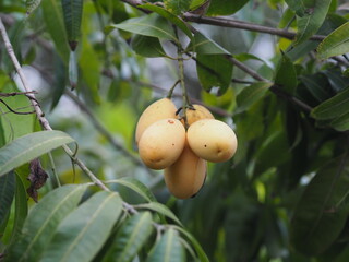 Marian plum, Anacardiaceae, Bouea macrophylla Griff maprang is yellow sweet fruit,nature background