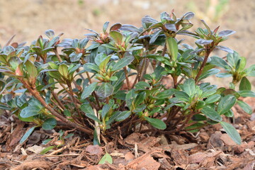 Azalea plant on spring