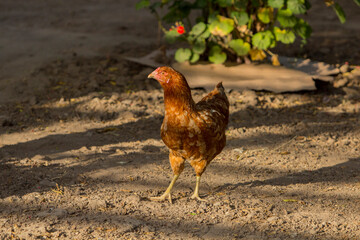 A cihcken standing on dirt throws a curious look to the photographer that visits her late at afternoon.