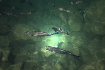 Two large and other smaller flathead gray mullet fish under spotlight at top view in green shallow sea water.