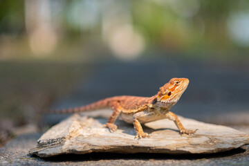 bearded dragon on ground with blur background