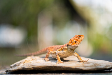 bearded dragon on ground with blur background