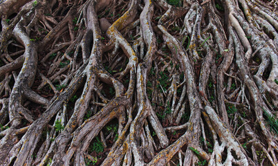 The roots of the banyan tree spread over the ground